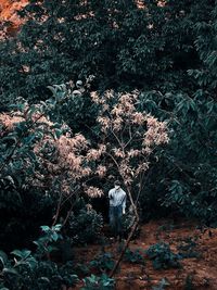 High angle view of trees in forest