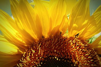 Close-up of sunflower