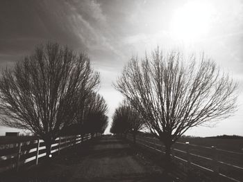 Road passing through bare trees