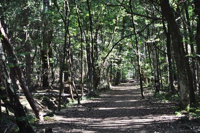 Footpath amidst trees in forest