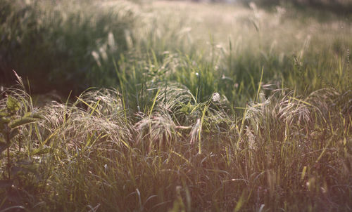 Plants growing on grassy field