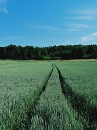 Scenic view of field against sky