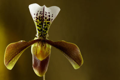 Close-up of orchids on plant