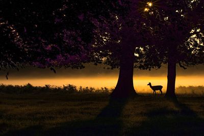 Silhouette trees on field against sky at night