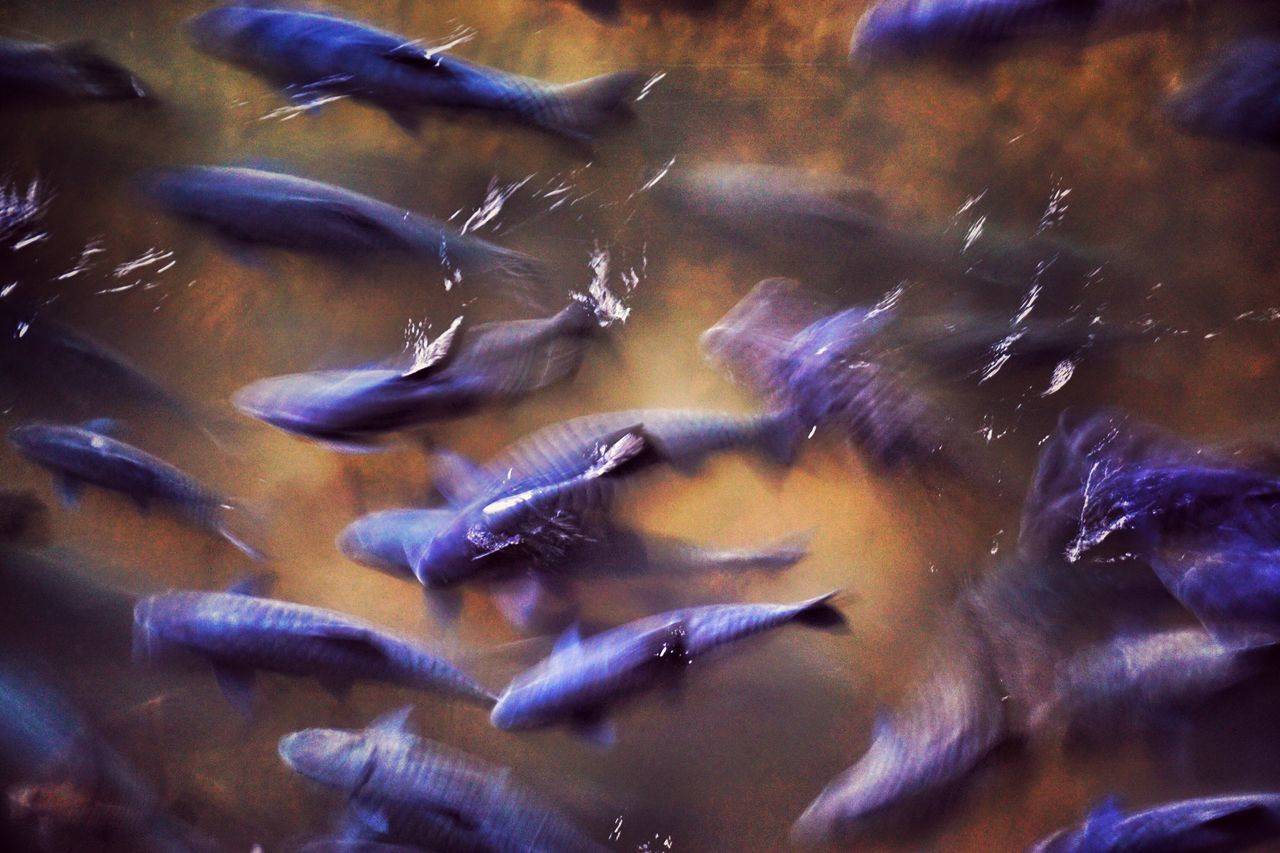 CLOSE UP OF FISH IN WATER