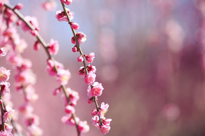 Close-up of pink cherry blossom