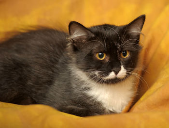 Close-up portrait of black cat