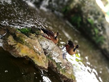 Close-up of bird perching on lake