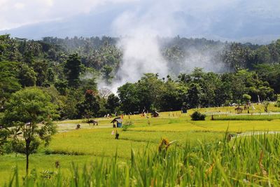 Scenic view of forest and farm