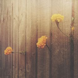 Close-up of yellow flower