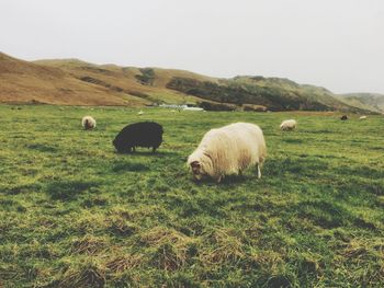 Sheep grazing on field against clear sky