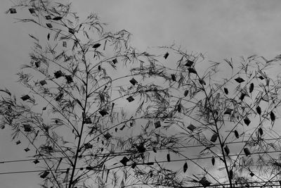 Low angle view of plants against sky