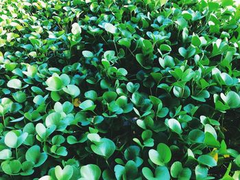 Full frame shot of green plants