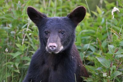 Portrait of an animal on field