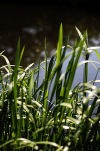 Close-up of grass growing in field