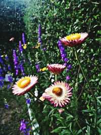 Close-up of flowers blooming outdoors