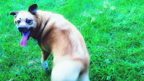 Dog on grassy field