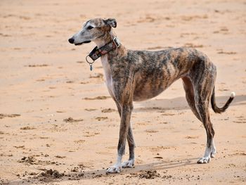 Spanish greyhound on de beach