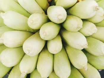 Close-up of wet sweetcorns for sale