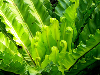 Close-up of plants