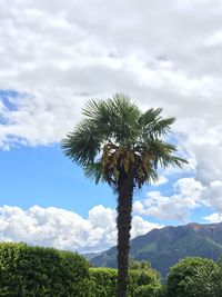 Low angle view of palm tree against sky