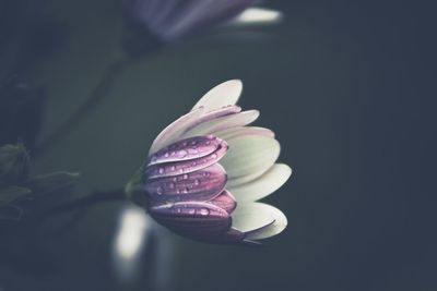 Close-up of wet flower blooming outdoors