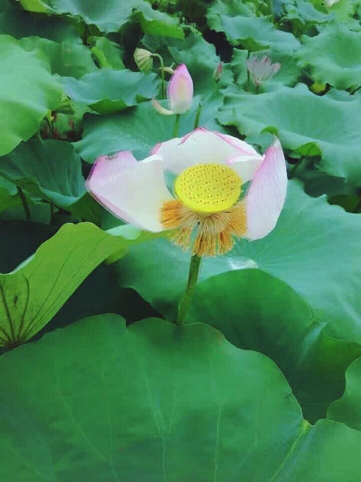 flower, petal, freshness, flower head, fragility, growth, beauty in nature, leaf, plant, yellow, blooming, nature, green color, close-up, in bloom, pollen, day, no people, blossom, outdoors, botany, stamen, focus on foreground, softness, natural pattern, green, selective focus, tranquility, growing