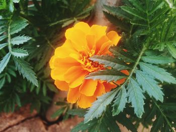 Close-up of orange marigold blooming outdoors