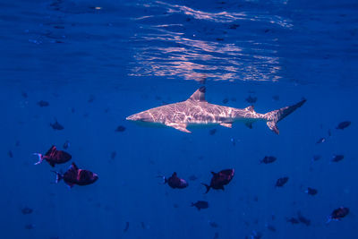 Flock of fish swimming in sea