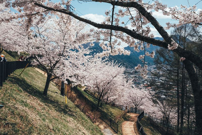 Scenic view of cherry blossom amidst trees