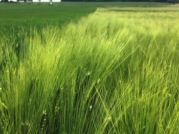 Scenic view of wheat field