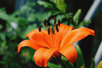 Close-up of orange lily