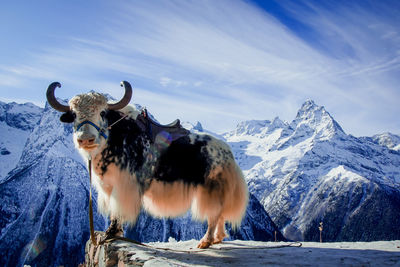 Lion standing on snow covered mountain against sky