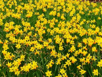 Close-up of yellow flowers blooming in field