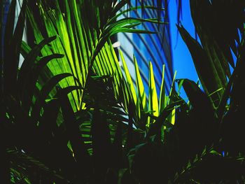 Plants growing on a tree