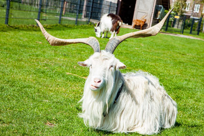 Portrait of sheep on field