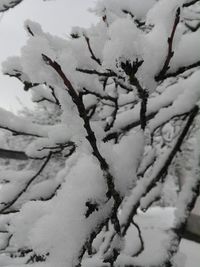 Full frame shot of frozen tree