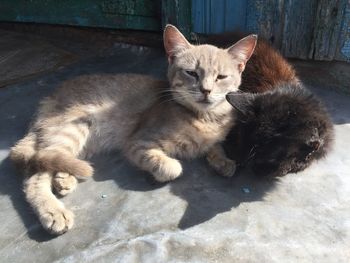 High angle view of stray cats lying on footpath