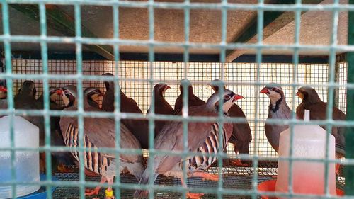 Birds in cage