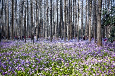 Trees growing in a forest