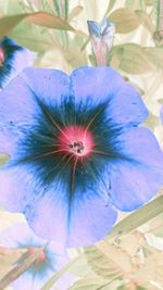 Close-up of purple flowers