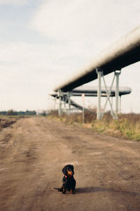 Dog on dirt road against sky