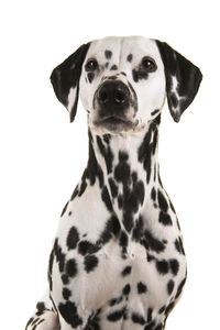 Close-up portrait of a dog