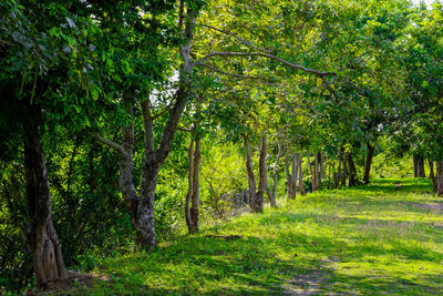 Trees in forest