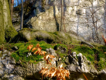 Close-up of moss growing on tree trunk in forest