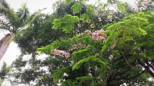 Low angle view of flower tree against sky