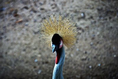 Close-up of a bird