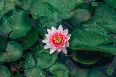 Pink lotus water lily in pond