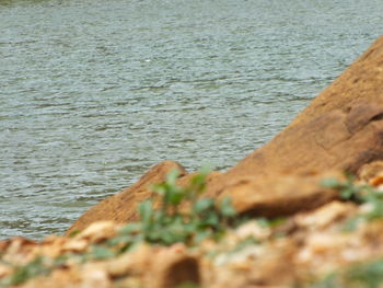 Close-up of plant on beach