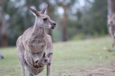 Kangaroo with baby in pouch on field